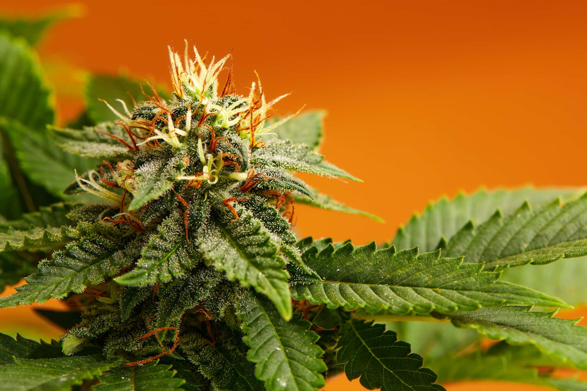 Online Buds UK: Safe Cannabis Shopping with Fast Delivery & Unbeatable Pot Prices